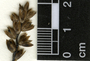 Celosia nitida Vahl, Mexico, N. D. Herrera Castro 196, F